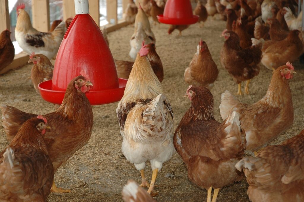 chicken coop, chicken, faucet-245745.jpg