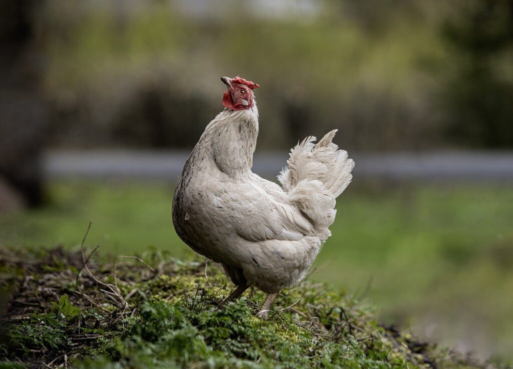 chicken, poultry, livestock-8726383.jpg