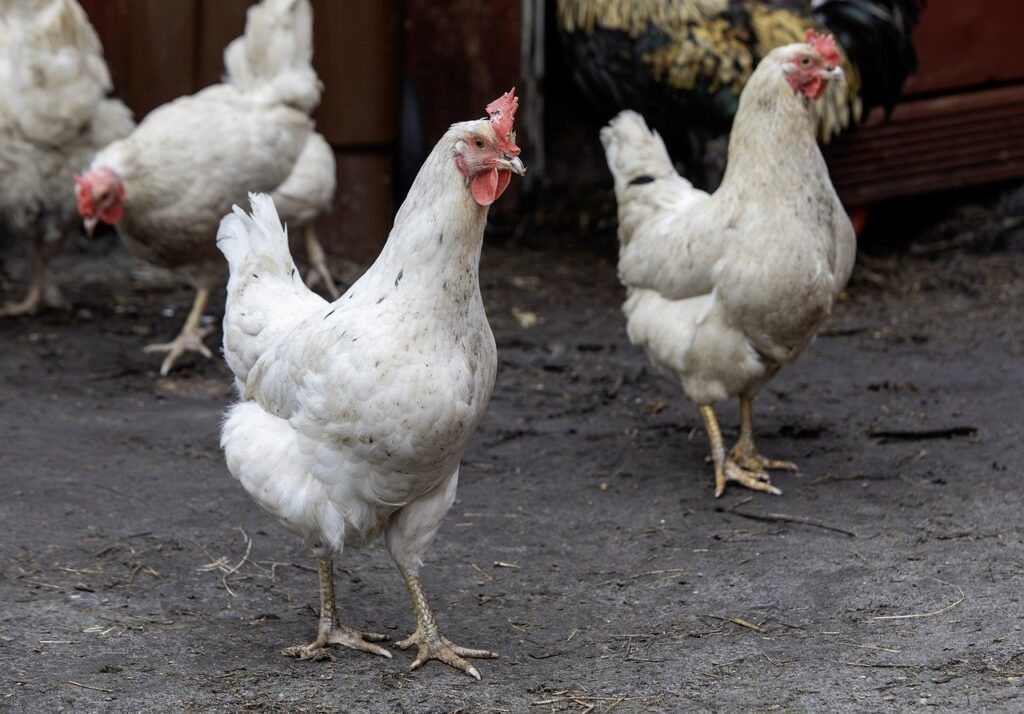 chicken, poultry, livestock-8726388.jpg