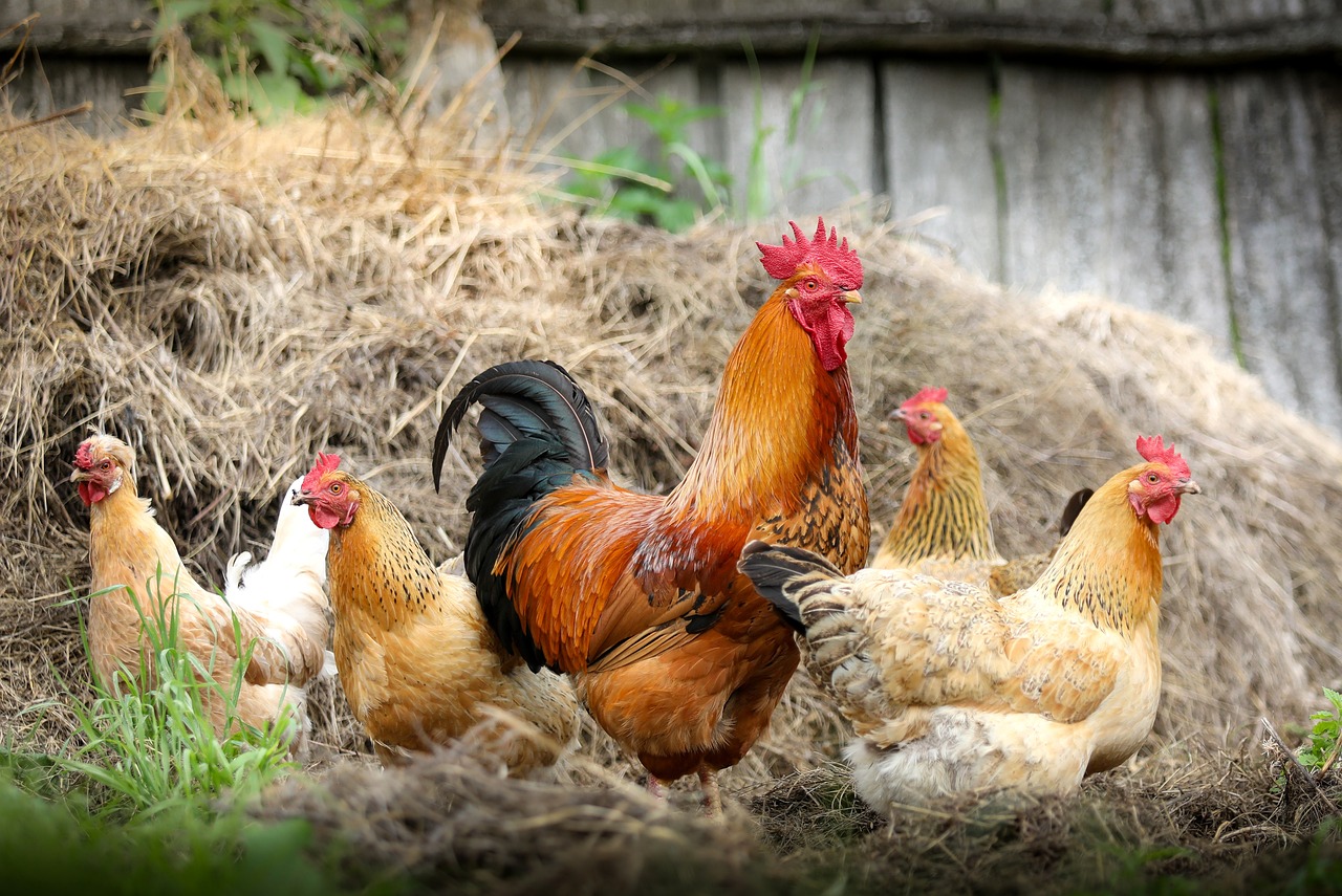 chickens, birds, poultry-2522623.jpg